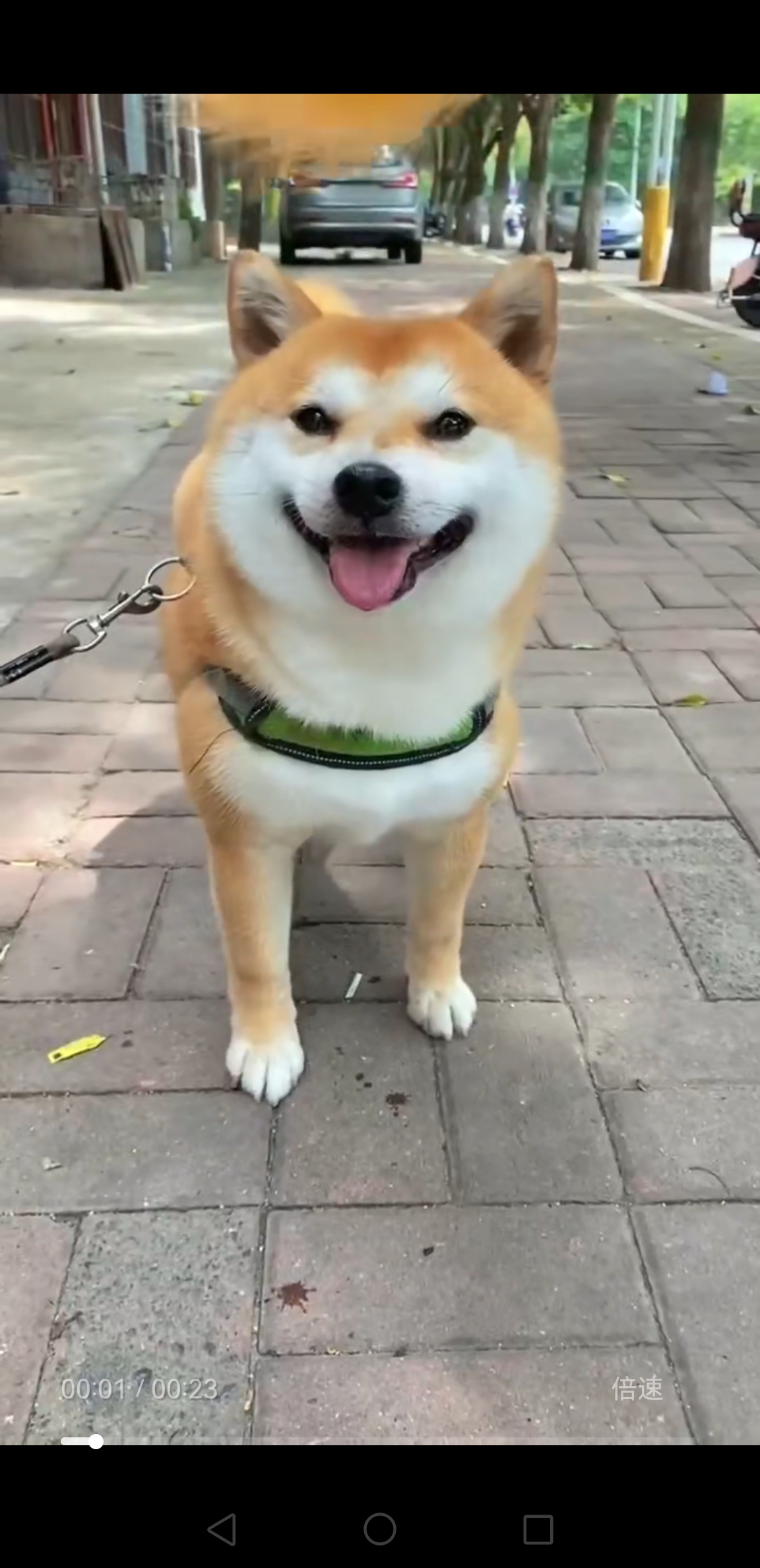 双血统精品豆柴
